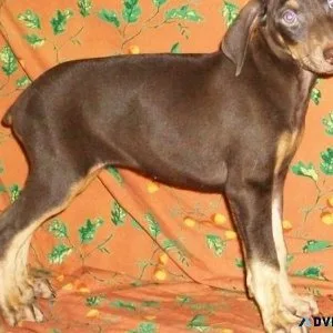Lovely Doberman Pinscher puppies