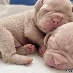 Pink Frug pug French bulldog puppies