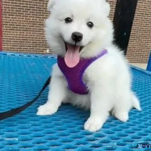 Cutest American Eskimo Puppies For Sale