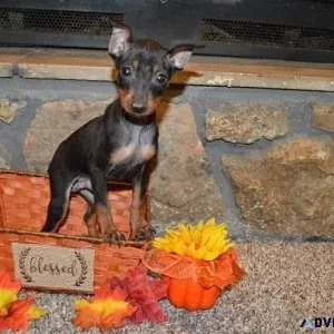 Amazing Miniature Pinscher Puppies For sale.