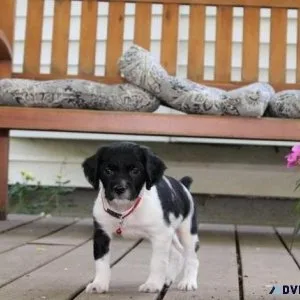 Adorable Brittany Spaniel Puppies For Sale.