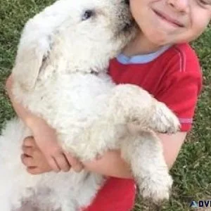 Excellent Komondor Puppies For Loving Homes