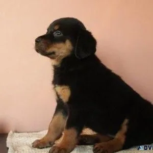 kosher every German rottweiler puppies for Sale