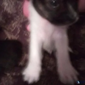 Super TINY Chihuahua Puppies