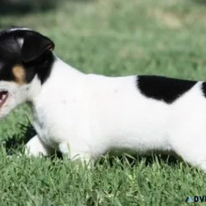 AKC Jack Russel Terrier Puppies