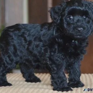 Gorgeous Schnoodle Puppies Available