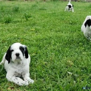 Healthy English Setter puppies for sale