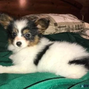 Home raised Papillon puppies for sale