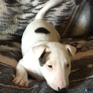 Healthy Miniature Bull Terrier Puppies Available