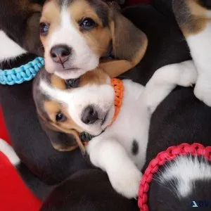 Healthy Beagle puppies for sale
