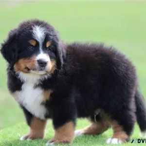 Well Socialized Bernese Mountain Dog (Puppies).