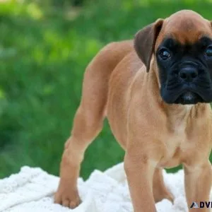AKC Boxer Puppies For Sale