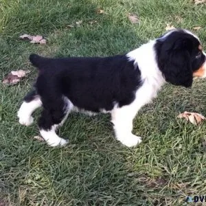 Top Healthy English Springer Spaniel puppies