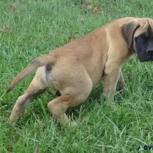 12 Weeks old Bullmastiff Puppies For Sale.