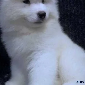 Adorable Samoyed Puppies For sale