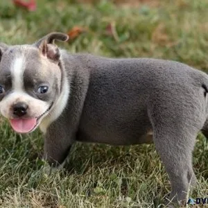 Home raised Boston Terrier Puppies Available NOW