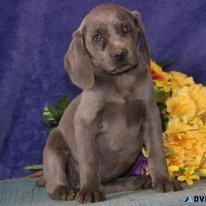 Weimaraner Puppies
