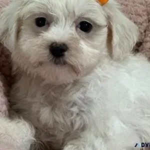 Beautiful Maltipom Puppies Available For Sale.