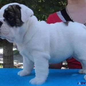 Home raised Mini English Bulldog puppies for sale