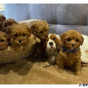 Adorable Toy Poodle puppies girls and boys