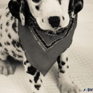 Amazing Dalmatian puppies for sale