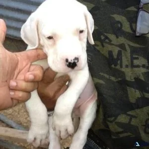 Home raised Dogo Argentino puppies for sale