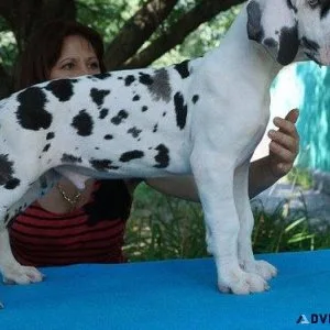 Healthy Great Dane puppies available For sale.