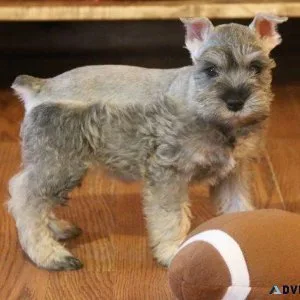 Gorgeous Miniature Schnauzer Puppies