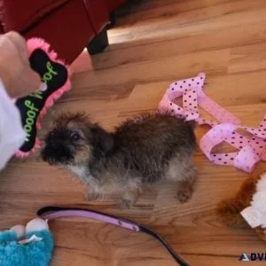Beautiful Brussels Griffon Puppies For Sale