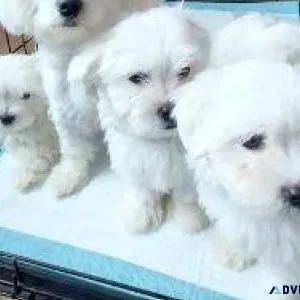 Adorable Bichon Frise puppies girls and boys