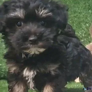 Beautiful Maltipoo Puppies For Sale