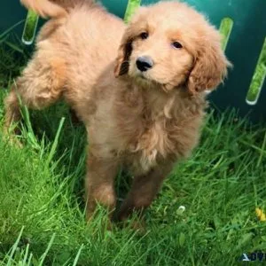 Lovely Goldendoodle puppies available