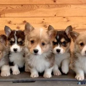 Adorable Corgi puppies for sale