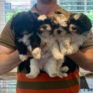 CKC Lhasa Apso Puppies