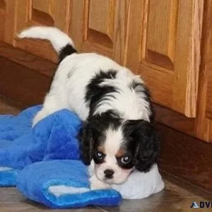 Well Socialized Cavalier King Charles Spaniel puppies