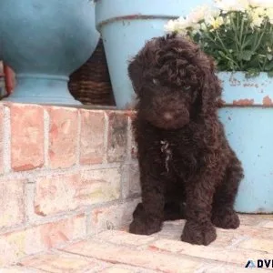 Healthy Labradoodle Puppies Available 