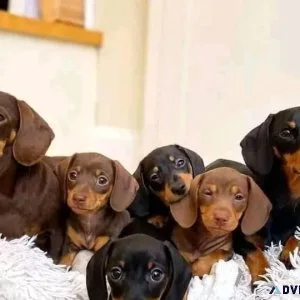 New Litter of Dachshund puppies for sale