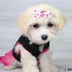 Adorable Havapoo Puppies For Lovely Homes.