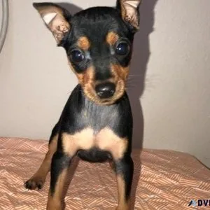 Lovely Miniature Pinscher Puppies Available For Sale