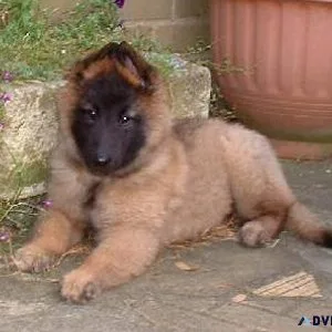 Well Trained Belgian Shepherd Puppies For Sale