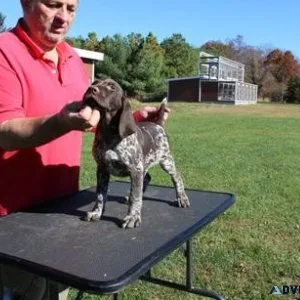 Lovely German Shorthaired Pointer puppies available