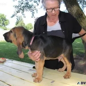 Healthy Bloodhound Puppies for sale