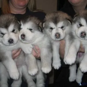 Adorable Alaskan Malamute Puppies For Sale