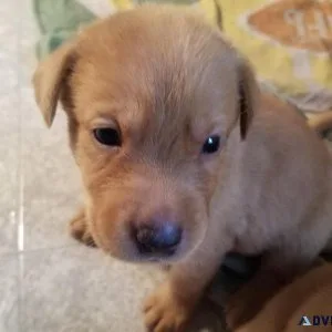 Yellow Lab (s) about 4 weeks old