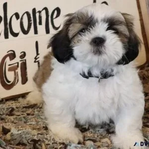 AKC Shih Tzu puppies