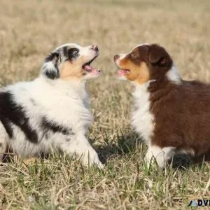 Well trained Australian Shepherd Puppies for sale
