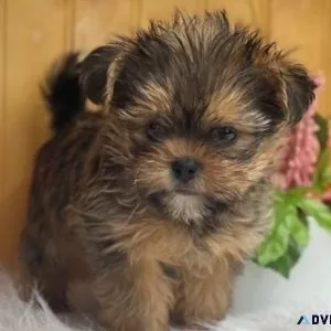 Ready Now Shorkie puppies for lovely homes