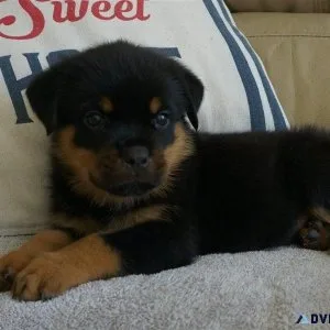 AKC reg. Rottweiler puppies 3 boys and 2 girls available