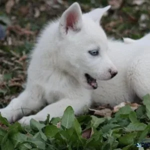 AKC reg. Siberian Husky puppies ready