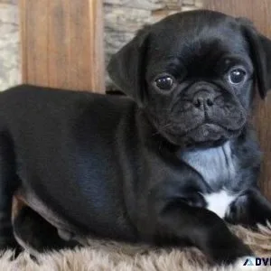 AKC reg. Pug puppies 3 boys and 2 girls for sale